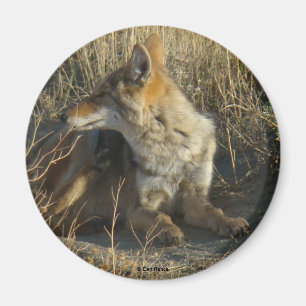 Aimant R16 Coyote se grattant