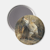 Aimant R17 Coyote se grattant (Recto/Verso)