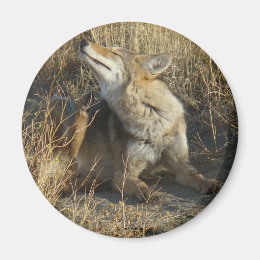 Aimant R17 Coyote se grattant (Devant)