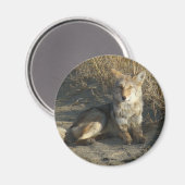 Aimant R19 Coyote Laying (Recto/Verso)