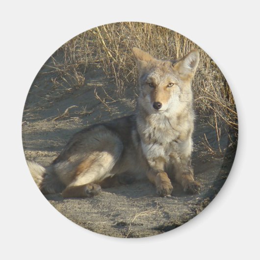 Aimant R19 Coyote Laying (Devant)