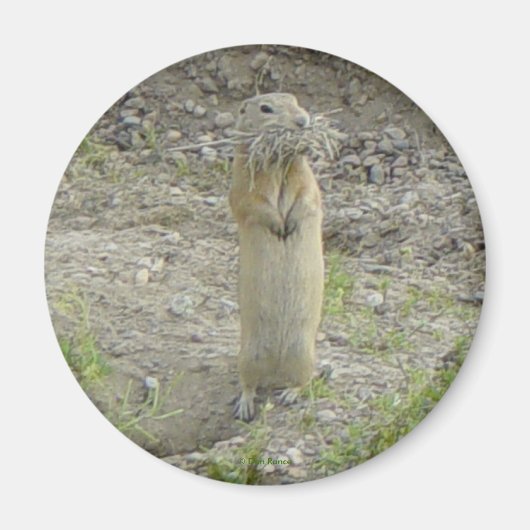 Aimant R1 Gopher Richardson's Écureuil terrestre (Devant)