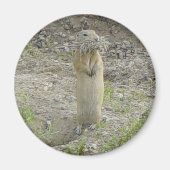 Aimant R1 L'écureuil terrestre de Gopher Richardson (Devant)