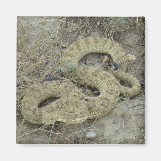 Aimant R20 Blessé par un serpent à sonnette des Prairies (Devant)