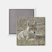 Aimant R22 Coyote Couché (Recto/Verso)