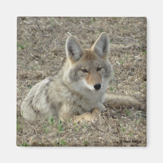 Aimant R22 Coyote Couché (Devant)