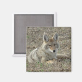 Aimant R22 Coyote Laying (Recto/Verso)