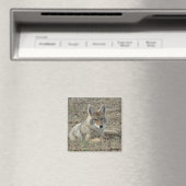 Aimant R22 Coyote Laying (In Situ (Lave-vaisselle))