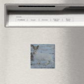 Aimant R23 Lièvre d'Amérique (In Situ (Lave-vaisselle))
