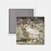 Aimant R24 Coton-tail Rabbit (Recto/Verso)