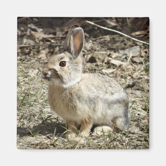 Aimant R24 Coton-tail Rabbit (Devant)