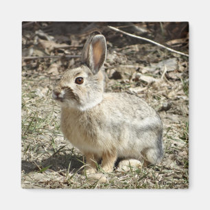 Aimant R24 Lapin à queue de coton