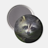 Aimant Raccoon (Recto/Verso)