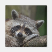 Aimant Raccoon (Devant)