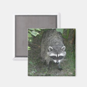 Aimant Raccoon (Recto/Verso)