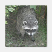 Aimant Raccoon (Devant)