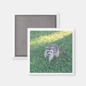 Aimant Raccoon (Recto/Verso)