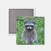 Aimant Raccoon debout (Recto/Verso)