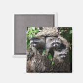 Aimant Raccoon - Les Trois Amigos (Recto/Verso)