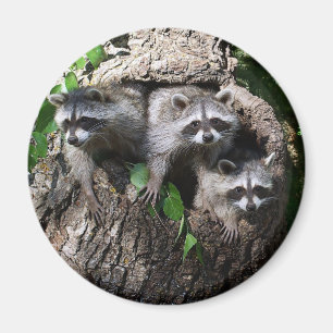 Aimant Raccoon - Les Trois Amigos