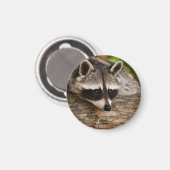 Aimant Raccoon mignon reposant sur un journal (Recto/Verso)