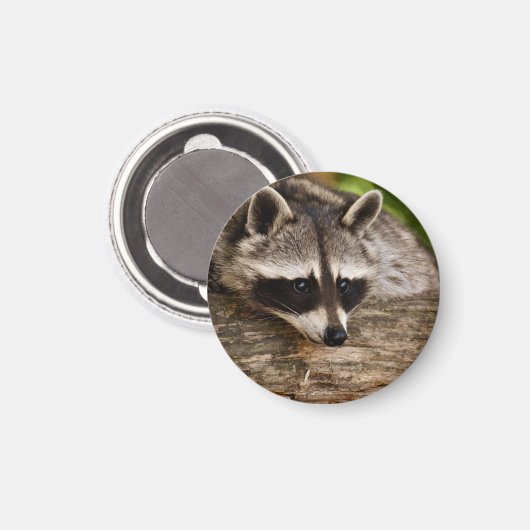 Aimant Raccoon mignon reposant sur un journal (Recto/Verso)