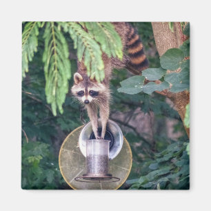 Aimant Raccoon Raiding the Bird Feeder
