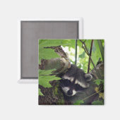 Aimant Raccoon sqr. (Recto/Verso)
