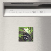 Aimant Raccoon sqr. (In Situ (Lave-vaisselle))