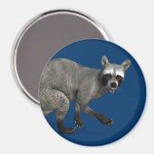 Aimant Raccoon surpris (Recto/Verso)