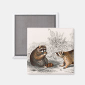 Aimant Raccoon vintage illustré (Recto/Verso)