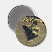 Aimant Raccoon ~ Visage d'un ange (Recto/Verso)