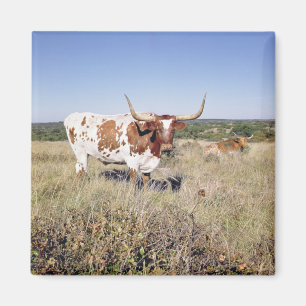 Aimant Race du Texas Longhorn (photo)