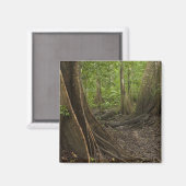 Aimant Racines contreforts. Forêt tropicale, Mapari Rupun (Recto/Verso)