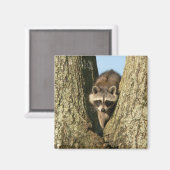 Aimant Racoon (Recto/Verso)