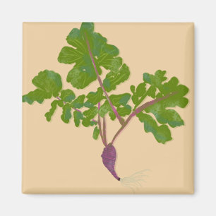 Aimant Radis de paysan navets plantes jardinage