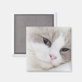 Aimant Ragdoll (Recto/Verso)