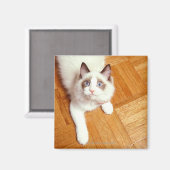 Aimant Ragdoll chat à l'étage, vue en hauteur (Recto/Verso)