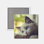 Aimant Ragdoll Kitten (Recto/Verso)