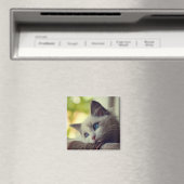 Aimant Ragdoll Kitten (In Situ (Lave-vaisselle))