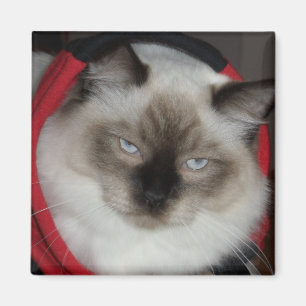 Aimant Ragdoll Kitty