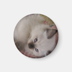 Aimant Ragdoll Kitty
