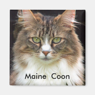 Aimant Ragondin du Maine