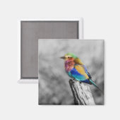 Aimant Rainbow bird (Recto/Verso)
