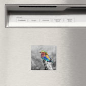 Aimant Rainbow bird (In Situ (Lave-vaisselle))