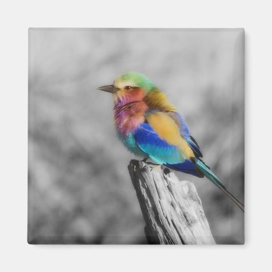 Aimant Rainbow bird (Devant)