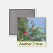 Aimant Rainbow Lorikeet (Recto/Verso)
