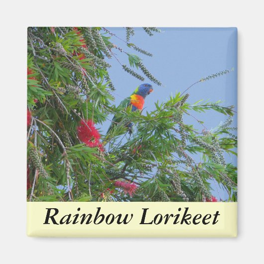 Aimant Rainbow Lorikeet (Devant)