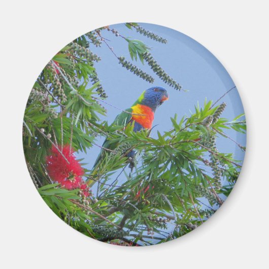 Aimant Rainbow Lorikeet (Devant)
