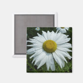 Aimant Raindrops sur Daisy II Floral Fleur sauvage (Recto/Verso)